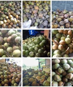Harga Kelapa Tua per Butir: Panduan Lengkap untuk Pembeli yang Cerdas