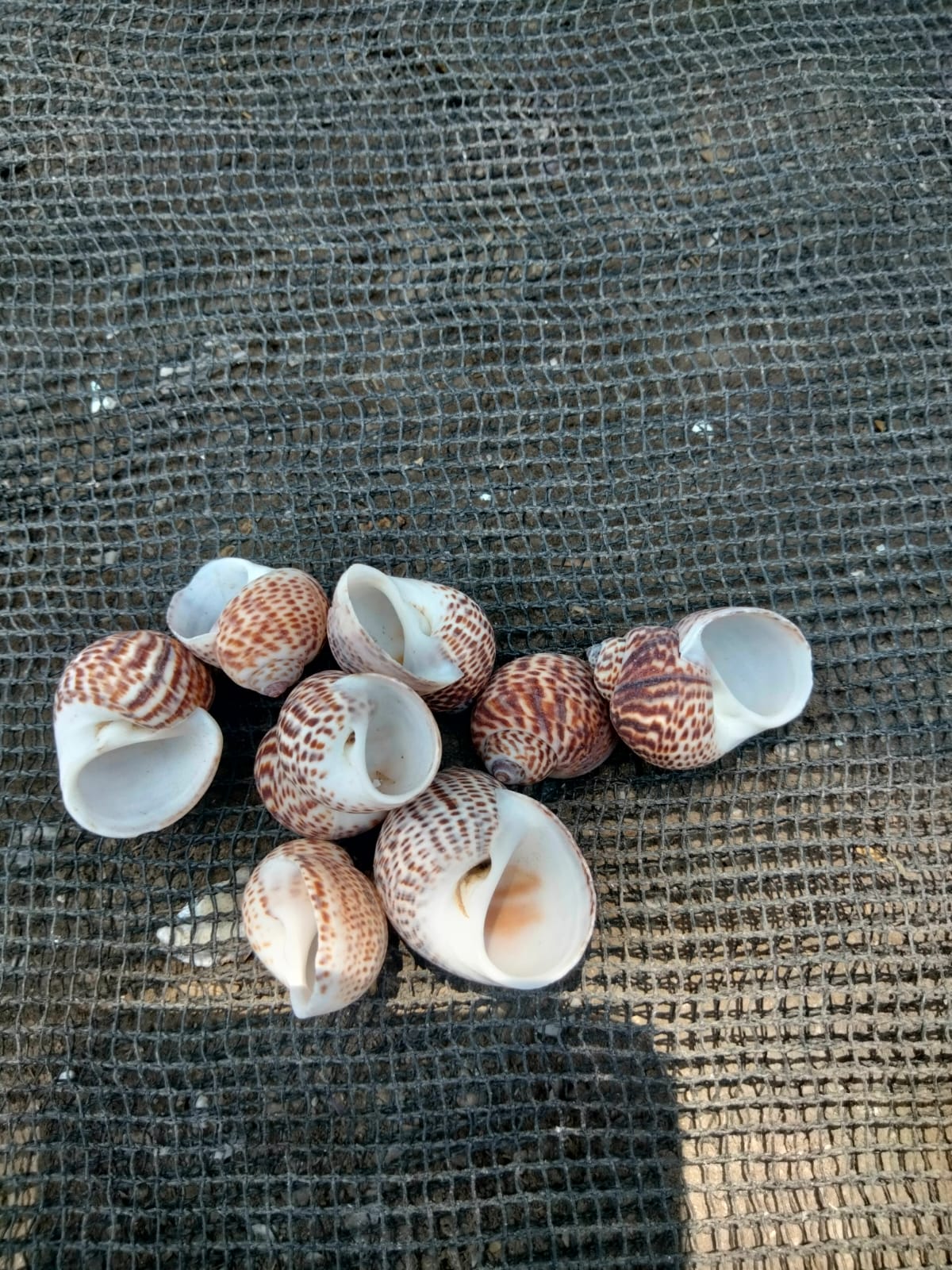 Jual Kerang Lorek - Distributor, Penyedia, dan Supplier Terpercaya
