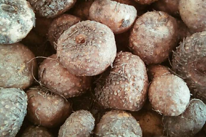 Beli Porang Murah – Markasniaga.com