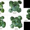 Produsen/Distributor/Supplier/Penyedia/Jual Daun Anggur Besar dan Sedang