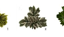 Produsen/Distributor/Supplier/Penyedia/Jual Daun Tangkai Hias