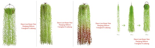 Produsen/Distributor/Supplier/Penyedia/Jual Lee Kwan Yew – Daun Lee Kwan Yew Panjang 100cm