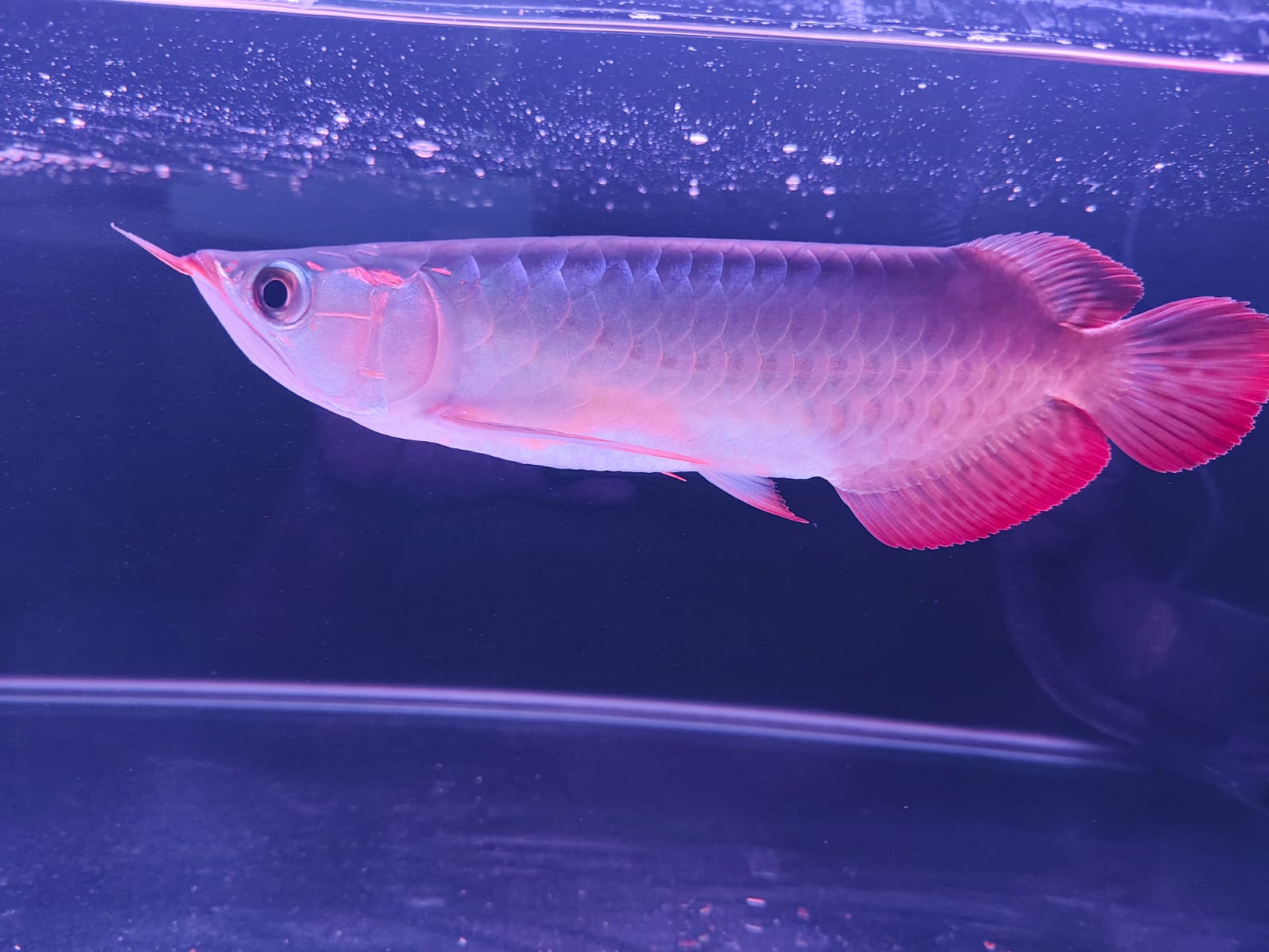 Produsen Ikan Arwana Super Red Berkualitas – Pilihan Tepat untuk Kolektor & Pecinta Aquascape