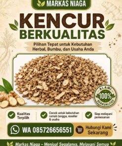Supplier Kencur Berkualitas untuk Herbal, Bumbu, dan Industri – Markas Niaga