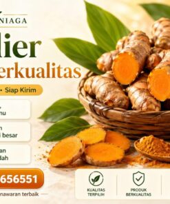 Supplier Kunyit Berkualitas untuk Industri Herbal, Kuliner, dan Kecantikan