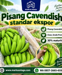 Pengadaan Pisang Cavendish G9 – Spesifikasi, Inspeksi dan Permintaan Sampel